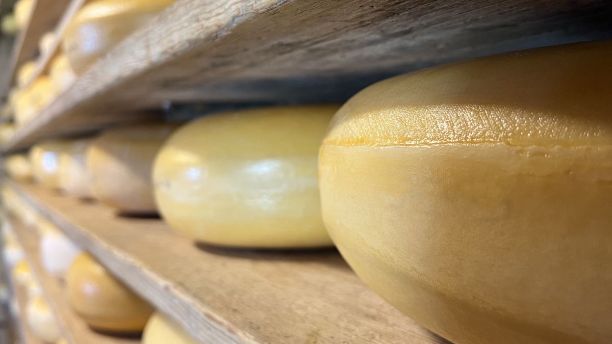 Gouda: Qualitt, Lagerung & andere Abenteuer